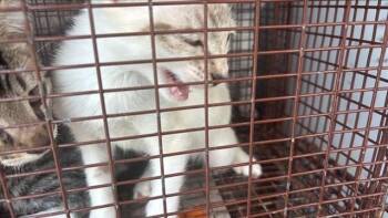 A660133 -  Domestic Short Hair Cat for Adoption in Houston, Texas - A660133 | PetCurious