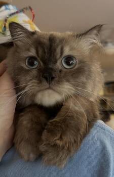 Sedgad & Sukkar (Himalayan) -  Himalayan Cat for Adoption in Fairfax, Virginia - Sedgad & Sukkar (Himalayan) | PetCurious