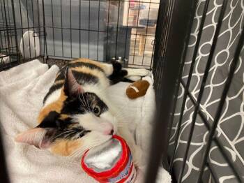 Calico Cats Available for Adoption - Pixie | PetCurious