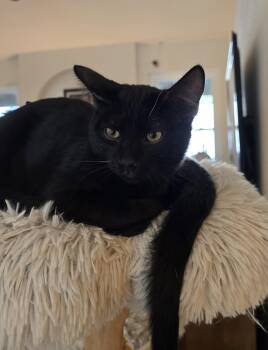 Domestic Short Hair Cats Available for Adoption in Phoenix, Arizona - Aramis [Bonded With D
