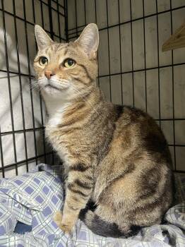 Rescue Domestic Short Hair Cats for Adoption in Philadelphia, Pennsylvania - Rita Robinson | PetCurious