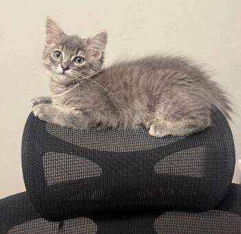 Domestic Medium Hair Cats Available for Adoption in Frisco, Texas - Nolan | PetCurious