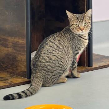 Molly -  Domestic Short Hair Cat for Adoption in Boston, Massachusetts - Molly | PetCurious