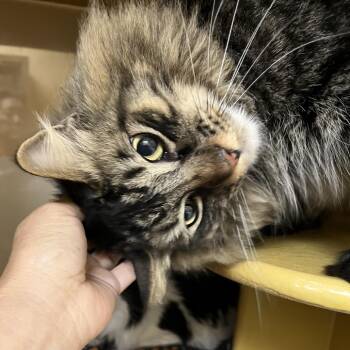 Yoda 54536 -  Domestic Long Hair Cat for Adoption in Las Vegas, Nevada - Yoda 54536 | PetCurious