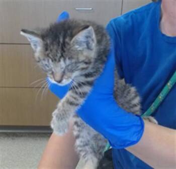 ELIZA -  Domestic Short Hair Cat for Adoption in Louisville, Kentucky - ELIZA | PetCurious