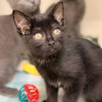 Ma Bagge -  Domestic Short Hair Cat Available for Adoption in Champaign, Illinois - Ma Bagge | PetCurious
