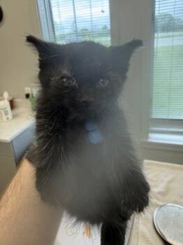 Brawly -  Domestic Short Hair Cat for Adoption in Lafayette, Indiana - Brawly | PetCurious