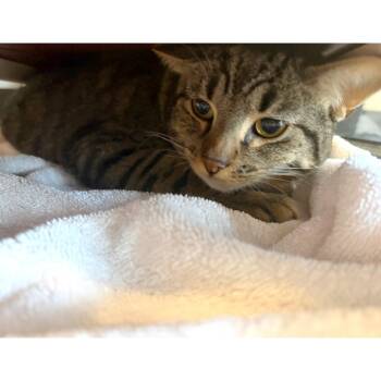 Galette -  Domestic Short Hair Cat for Adoption in Austin, Texas - Galette | PetCurious