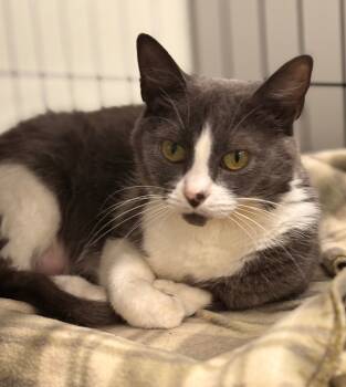 Rescue Domestic Short Hair Cats for Adoption in Cumberland, Maine - Velia | PetCurious