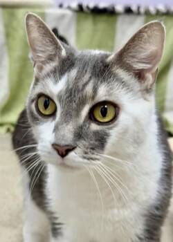 Domestic Short Hair Cats Available for Adoption in Morristown, New Jersey - Samson | PetCurious
