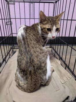 61159053 -  Domestic Short Hair Cat for Adoption in El Paso, Texas - 61159053 | PetCurious