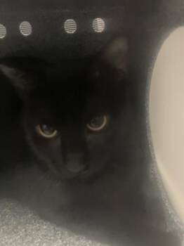 Domestic Short Hair Cats Available for Adoption in Dallas, Texas - MISTER | PetCurious