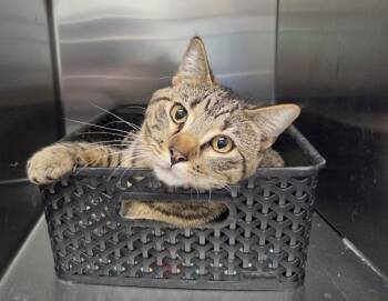 Figgy Puddin -  Domestic Short Hair Cat for Adoption in Golden, Colorado - Figgy Puddin | PetCurious