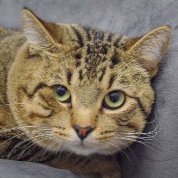 Prince -  Tabby and Domestic Short Hair Cat for Adoption in Huntley, Illinois - Prince | PetCurious