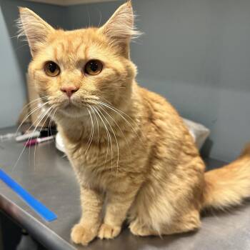 Simon -  Domestic Short Hair Cat for Adoption in Chattanooga, Tennessee - Simon | PetCurious