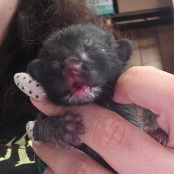 Domestic Short Hair Cats Available for Adoption in Hanna City, Illinois - Buffalo | PetCurious