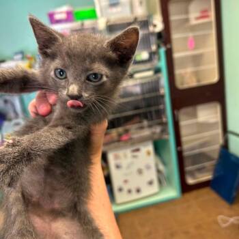 spruce -  Russian Blue Cat for Adoption in Madill, Oklahoma - Spruce | PetCurious