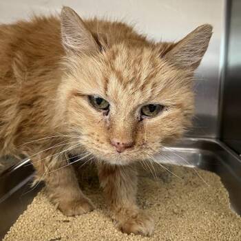 Sonder -  Domestic Medium Hair Cat for Adoption in Dekalb, Illinois - Sonder | PetCurious