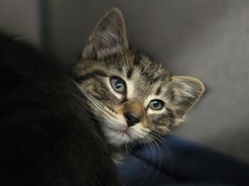GOOSE -  Domestic Short Hair Cat for Adoption in Aliquippa, Pennsylvania - GOOSE | PetCurious