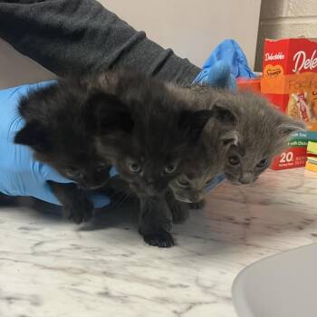 Fiona -  Domestic Short Hair Cat for Adoption in Ruckersville, Virginia - Fiona | PetCurious