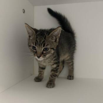 Morse Code -  Domestic Short Hair Cat for Adoption in Greensboro, North Carolina - Morse Code | PetCurious