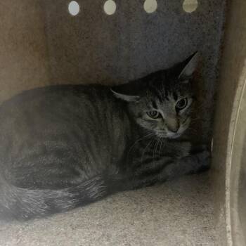 Slate -  Domestic Short Hair Cat for Adoption in Cheyenne, Wyoming - Slate | PetCurious