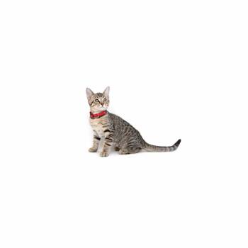 Velvet -  Domestic Short Hair Cat for Adoption in Los Angeles, California - Velvet | PetCurious