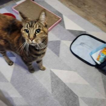 Rescue Domestic Medium Hair Cats for Adoption in Valdosta, Georgia - Corona | PetCurious