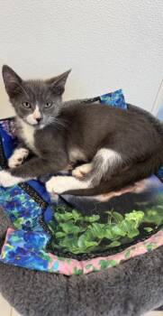 Montgomery -  Domestic Short Hair Cat for Adoption in Venice, Florida - Montgomery | PetCurious
