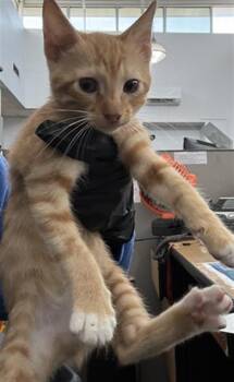 ARROW -  Domestic Short Hair Cat for Adoption in Dallas, Texas - ARROW | PetCurious
