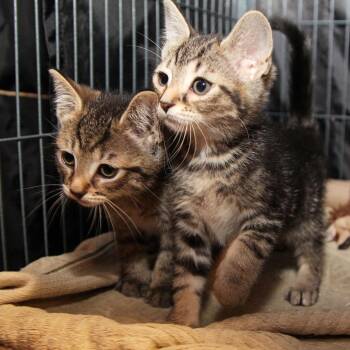 Te Fiti -  Domestic Short Hair Cat for Adoption in Mooresville, North Carolina - Te Fiti | PetCurious