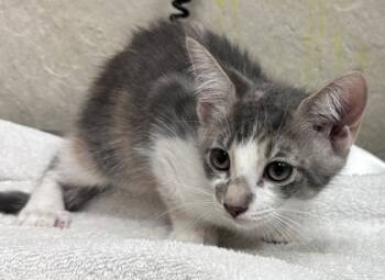 Rescue Domestic Short Hair Cats for Adoption in Honolulu, Hawaii - 59675491 | PetCurious