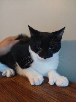 Charlie -  Tuxedo Cat for Adoption in Honeoye, New York - Charlie | PetCurious