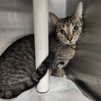 Krispi -  Domestic Short Hair Cat for Adoption in Fort Wayne, Indiana - Krispi | PetCurious