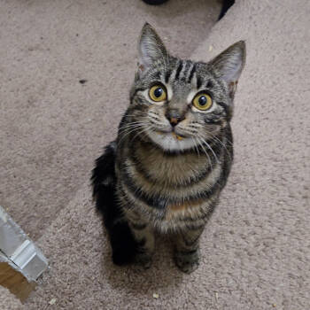 Rescue Domestic Short Hair Cats for Adoption in Abingdon, Maryland - 1025-51 Beryl | PetCurious