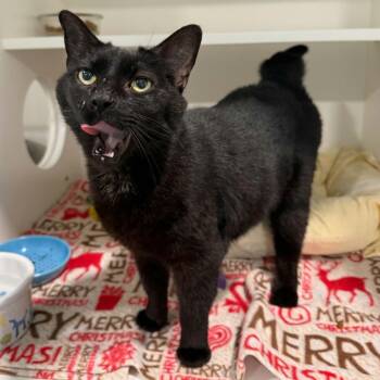 Parton -  Domestic Short Hair Cat for Adoption in Penn Yan, New York - Parton | PetCurious
