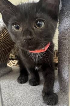 Ravioli -  Domestic Short Hair Cat for Adoption in Erin, Ontario - Ravioli | PetCurious