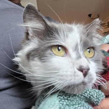 Domestic Medium Hair Cats Available for Adoption in Vaughan, Ontario - Bette | PetCurious