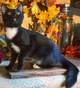 Rescue Domestic Short Hair Cats for Adoption in Franklin, Tennessee - KITTEN TWINKLE TOES | PetCurious