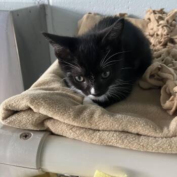 Sidney -  Domestic Short Hair Cat Available for Adoption - Sidney | PetCurious