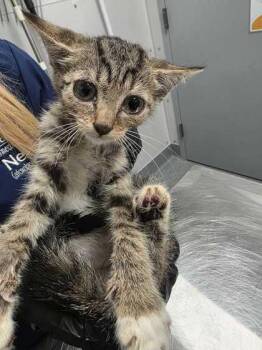 Yazmin -  Domestic Short Hair Cat for Adoption in Sevierville, Tennessee - Yazmin | PetCurious