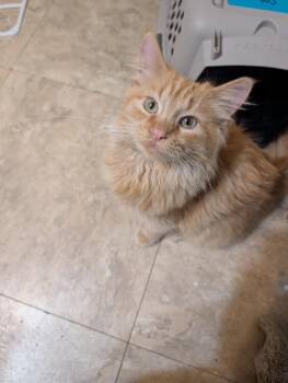 Tigger -  Domestic Medium Hair Cat for Adoption in Millcreek, Utah - Tigger | PetCurious