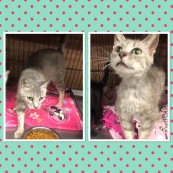 DOMINIQUE -  Domestic Short Hair Cat for Adoption in Buckhannon, West Virginia - DOMINIQUE | PetCurious