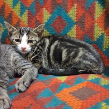 Leonardo DiCluckrio -  Domestic Short Hair Cat for Adoption in Middlebury, Vermont - Leonardo DiCluckrio | PetCurious