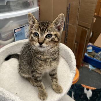 Barney -  Domestic Short Hair Cat for Adoption in Ferndale, Washington - Barney | PetCurious