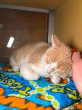 Domestic Short Hair Cats Available for Adoption - Geo | PetCurious