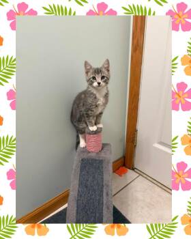 Milani -  Domestic Short Hair Cat for Adoption in Chesapeake Beach, Maryland - Milani | PetCurious