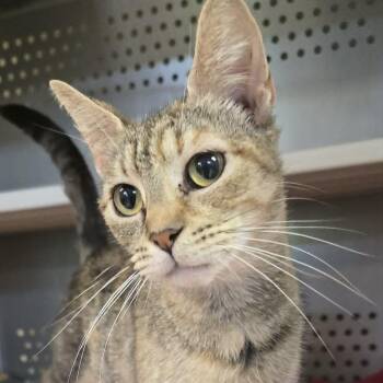 Marylin -  Domestic Short Hair Cat for Adoption in Orange, Virginia - Marylin | PetCurious