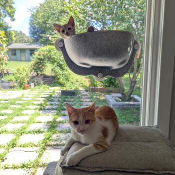 Rescue Domestic Short Hair Cats for Adoption in Charlotte, North Carolina - Tuna + Olive | PetCurious