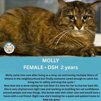 Molly -  Domestic Short Hair Cat for Adoption in Clive, Alberta - Molly | PetCurious